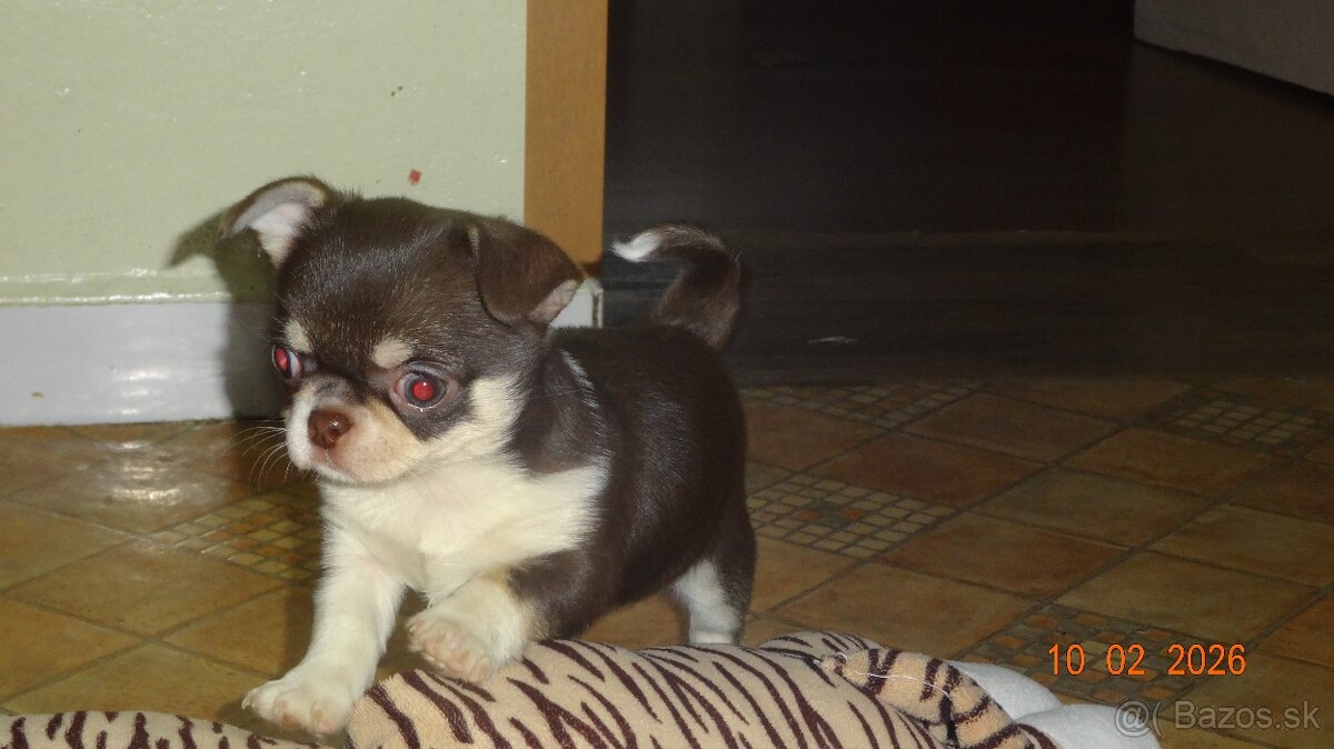 čivava krátkosrstá