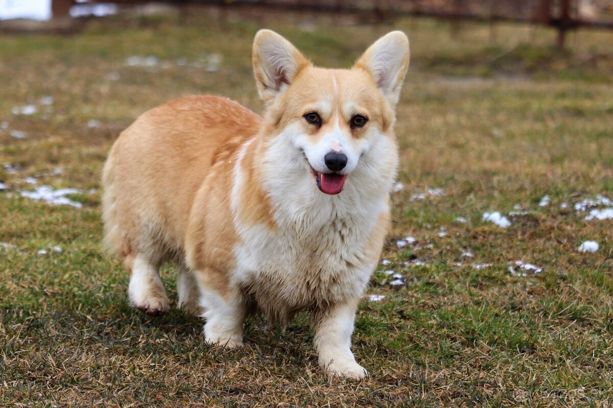 Welsh Corgi Pembroke s PP