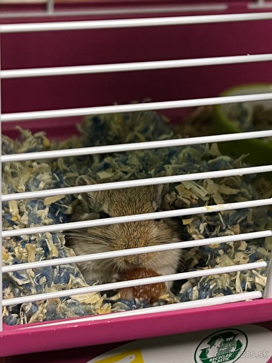 Predám samičku pískomila