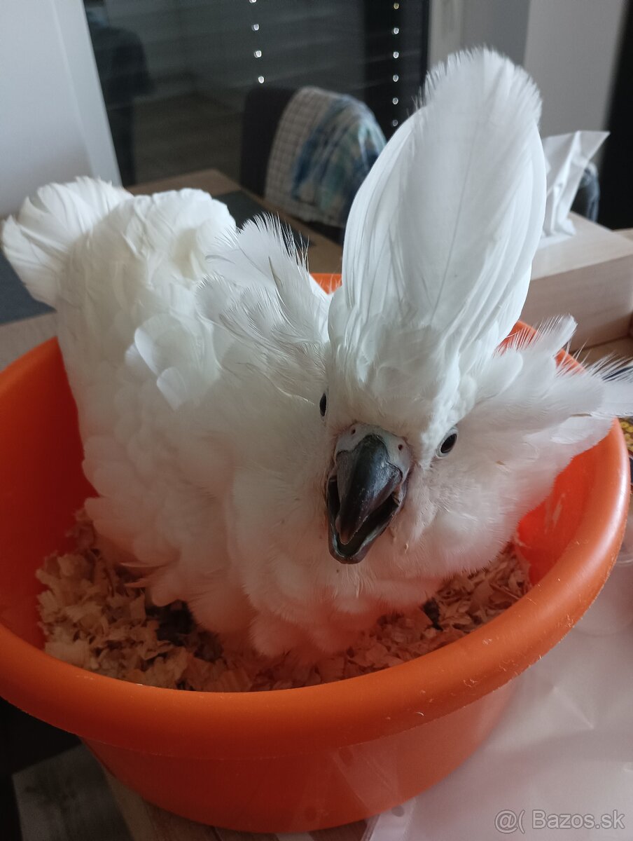 Kakadu alba