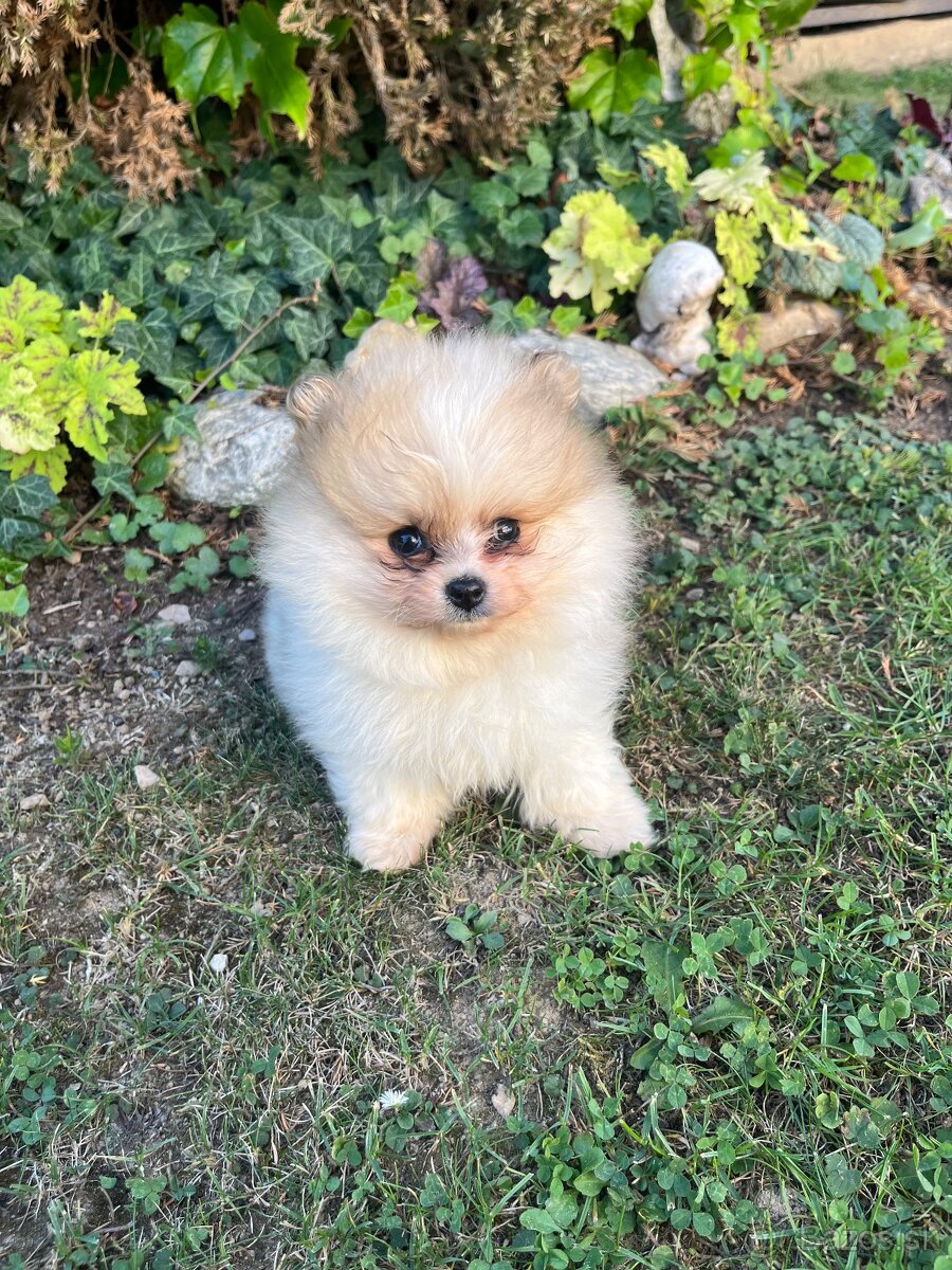 Špic - pomeranian