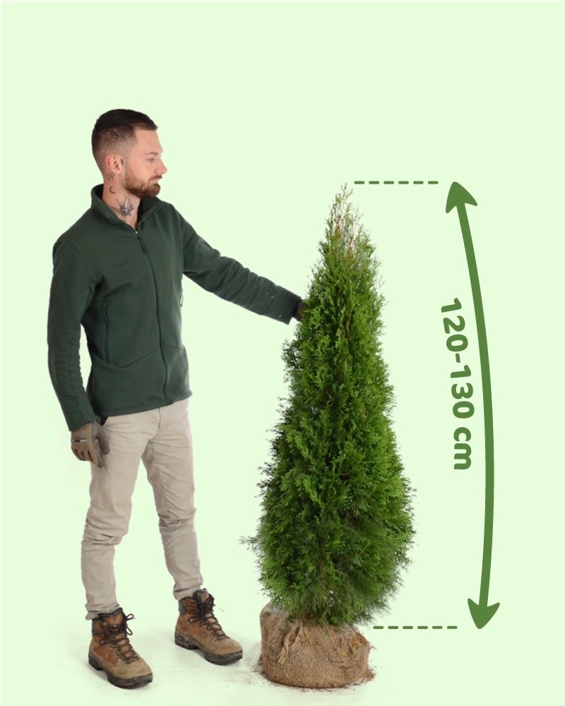 TUJE SMARAGD Premium -Prešov, Východ