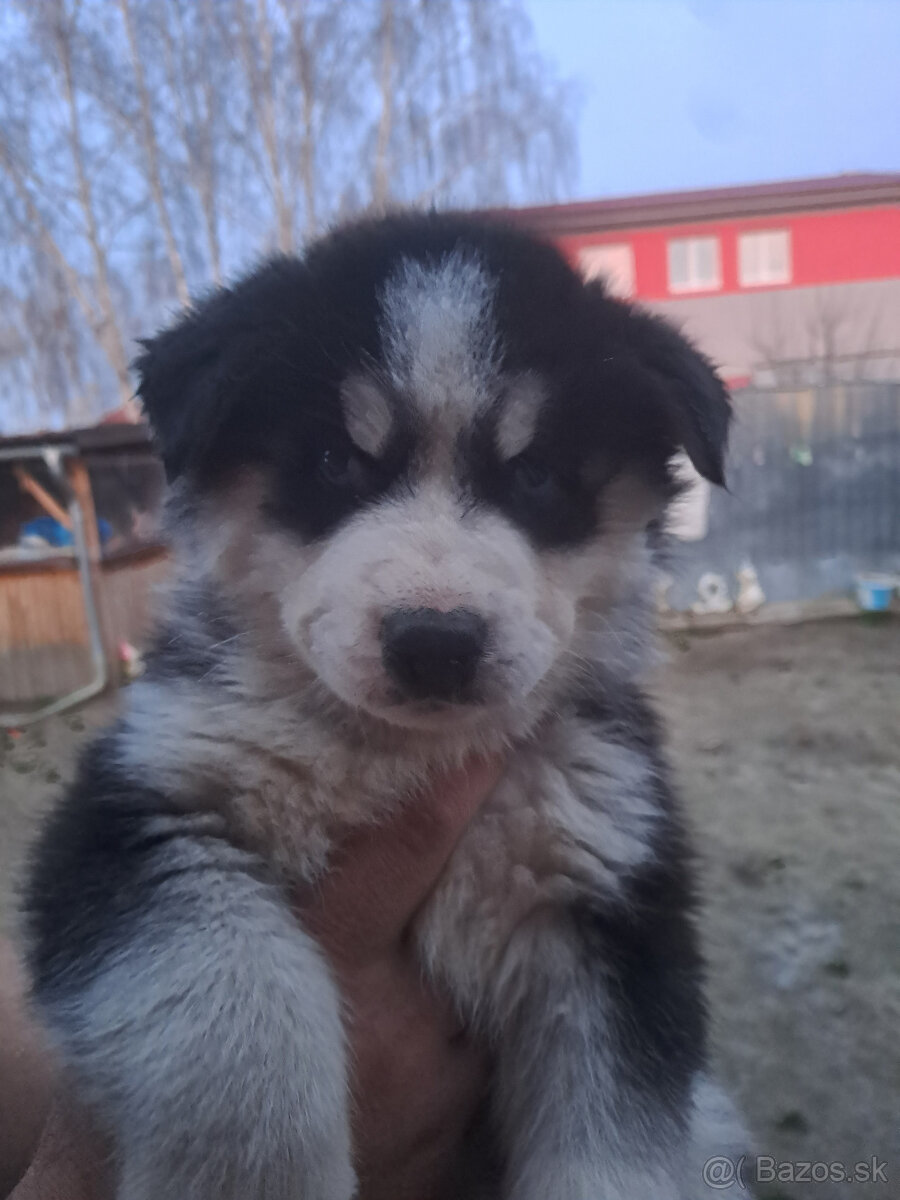 sibírsky husky šteniatka