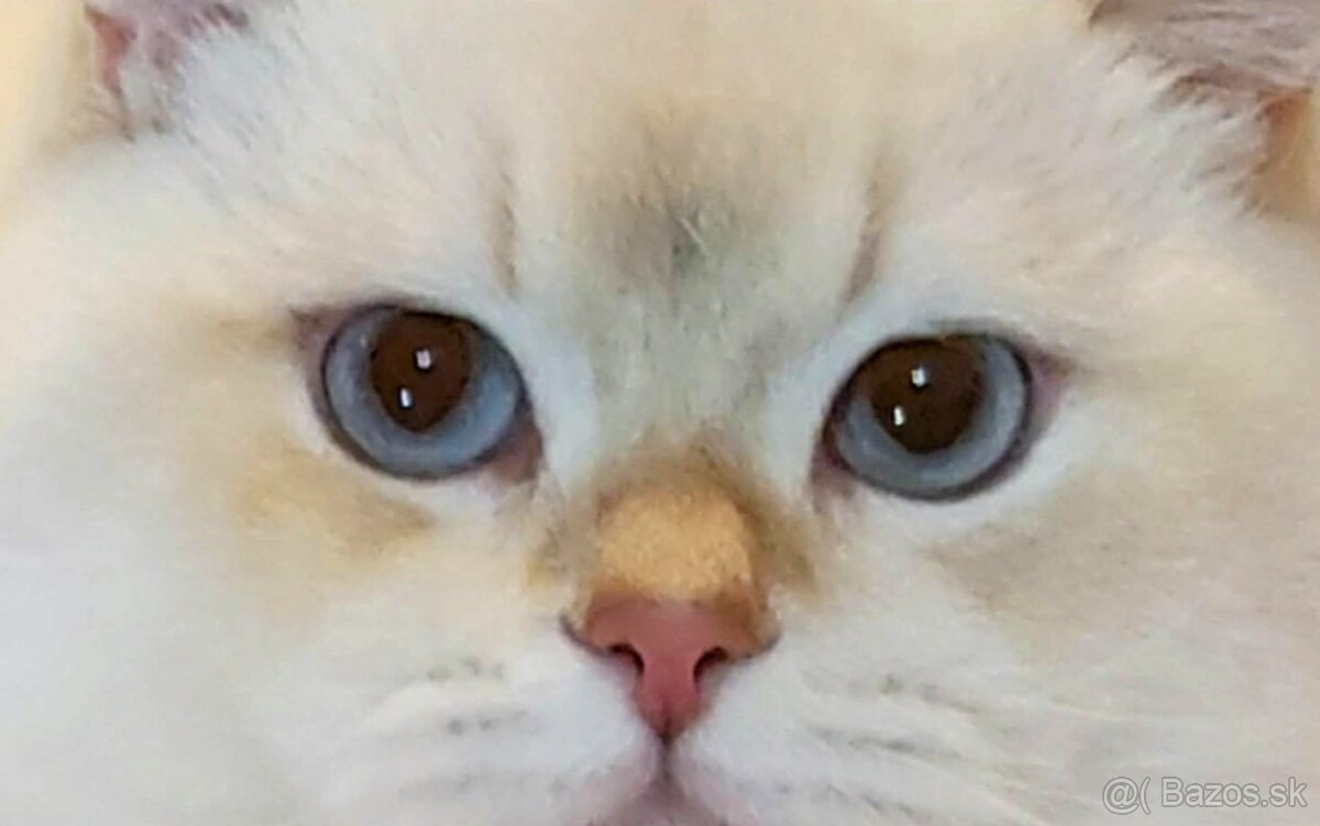 Britské mačiatka❤️extra kvalita-Igor