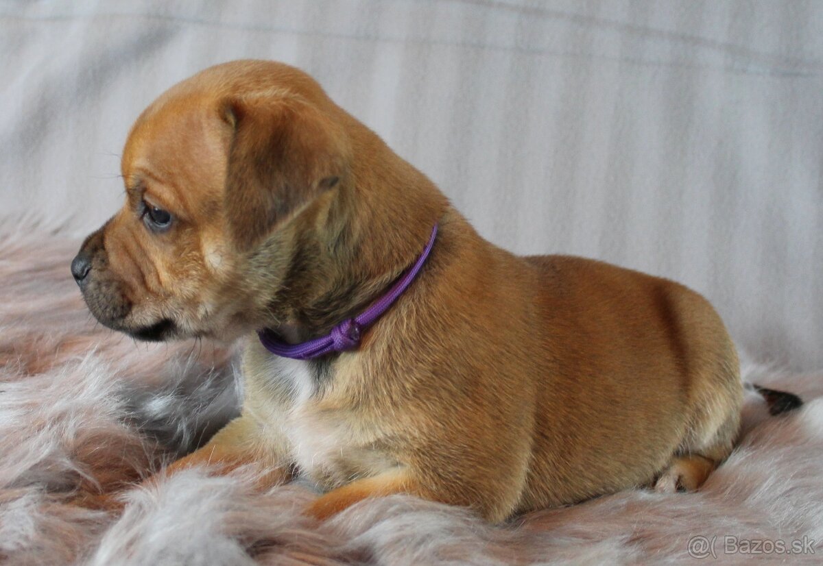 Stafordšírský bulteriér - pes s PP