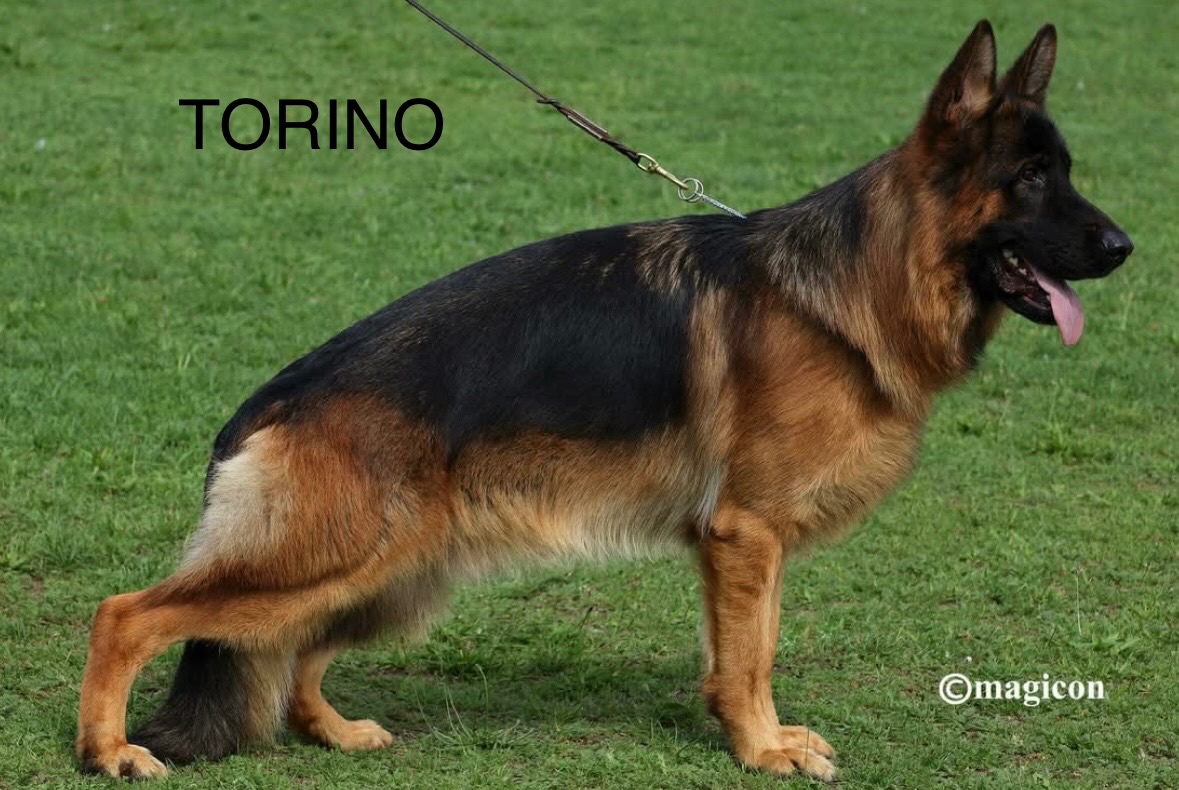 Nemecký ovčiak šteniatka