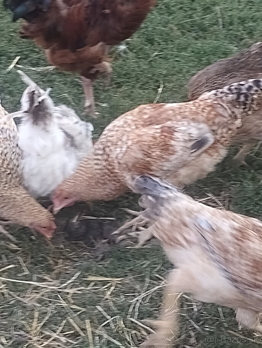 Kohuty