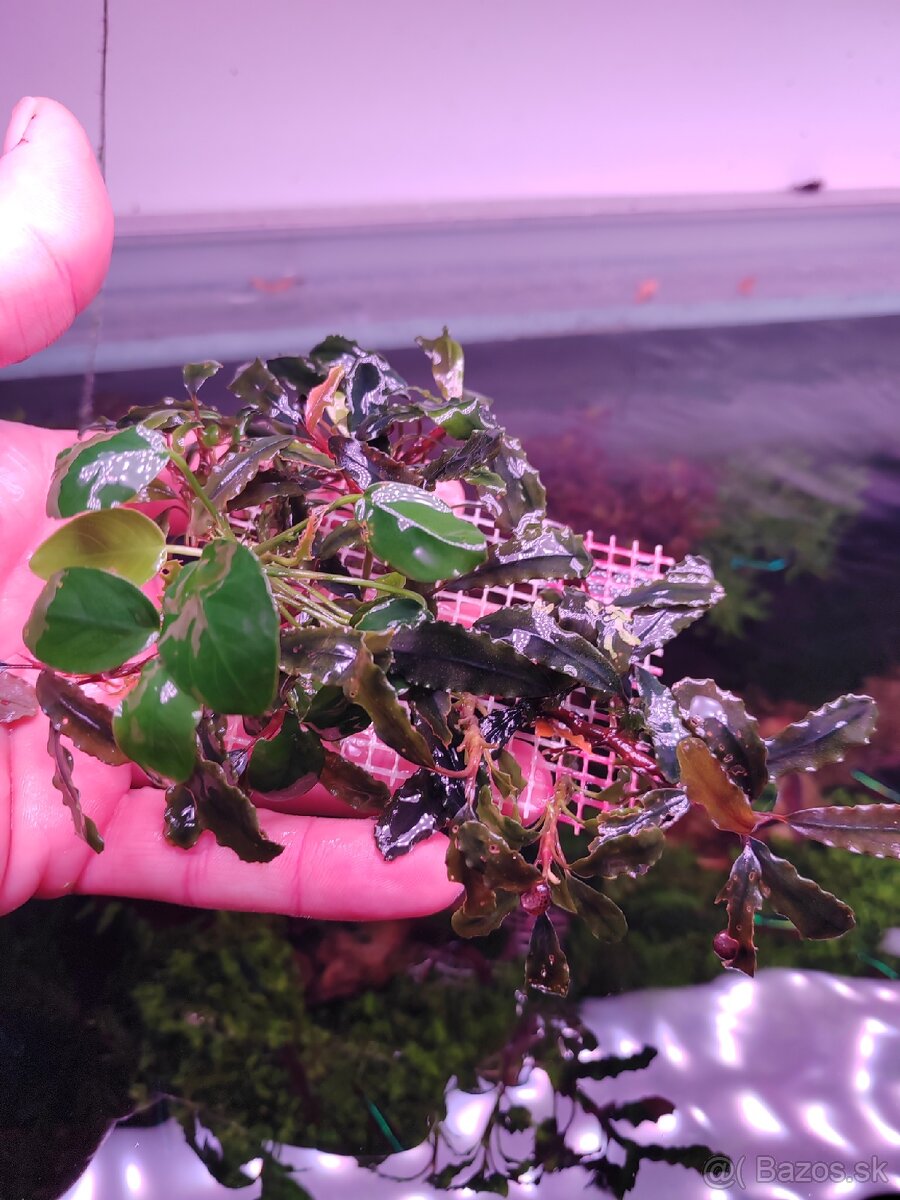 Bucephalandra a anubias nana