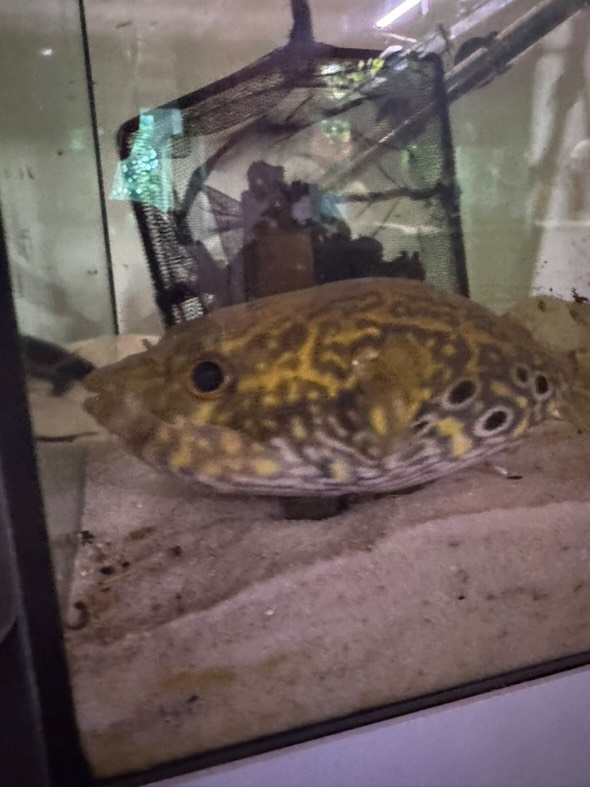 Pao Palembangensis WILD