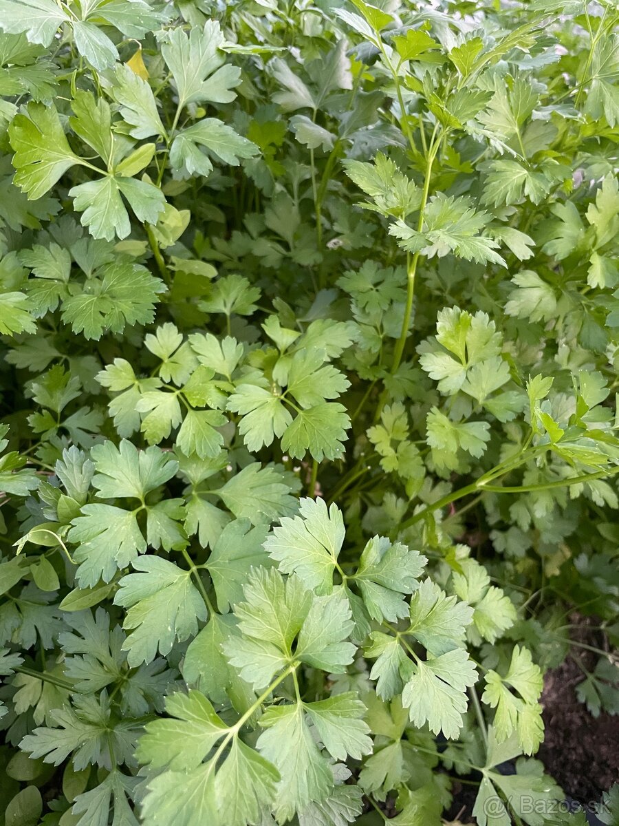 Semienka - petržlen vňaťový