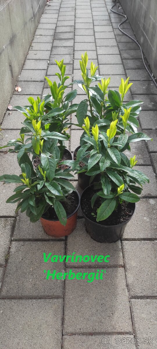 Vavrinovec, TUJA SMARAGD