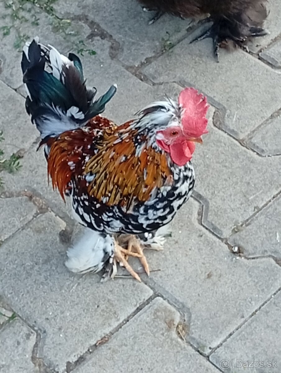 Kohút bulharský bantaman