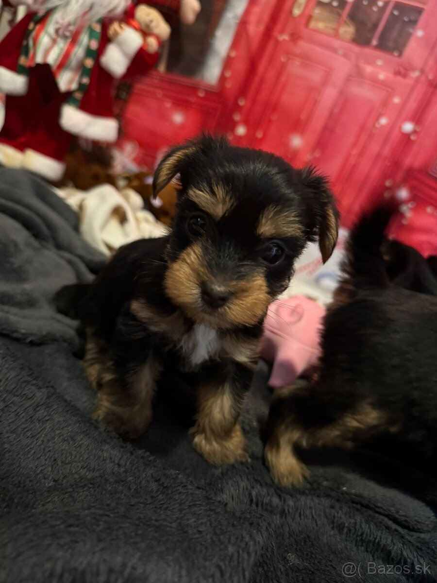 Jorkšírský teriér - Yorkshire teriér -šteniatka