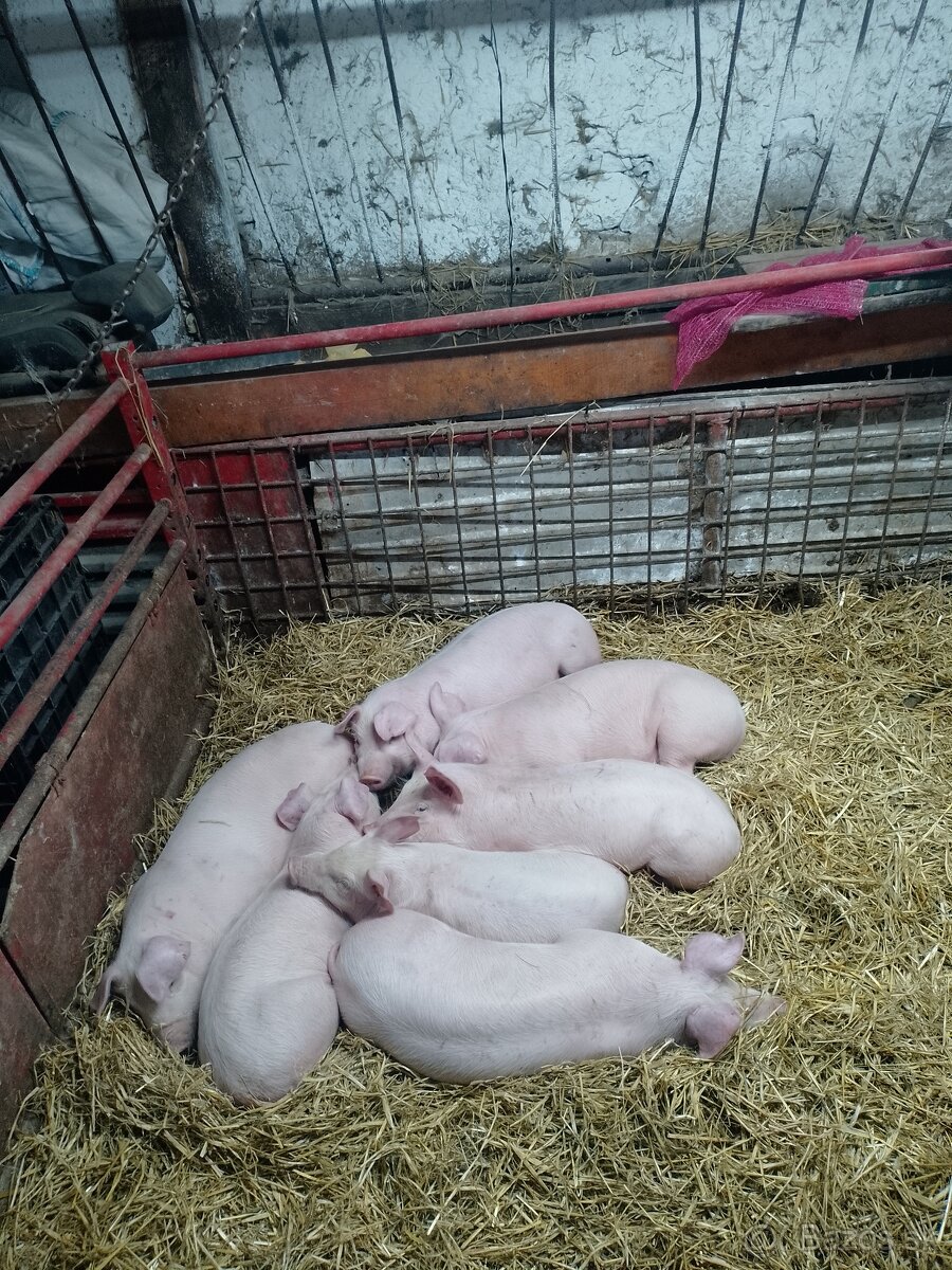 Odstavčata na predaj