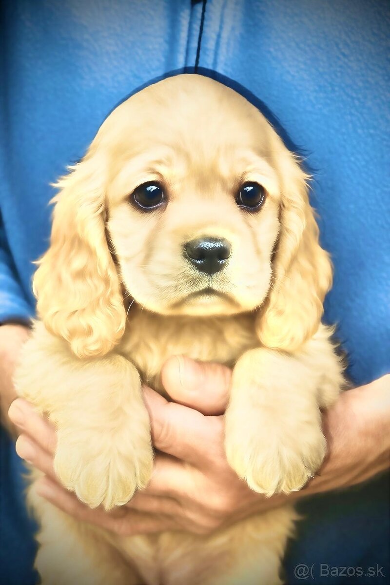 Americky kokerspaniel