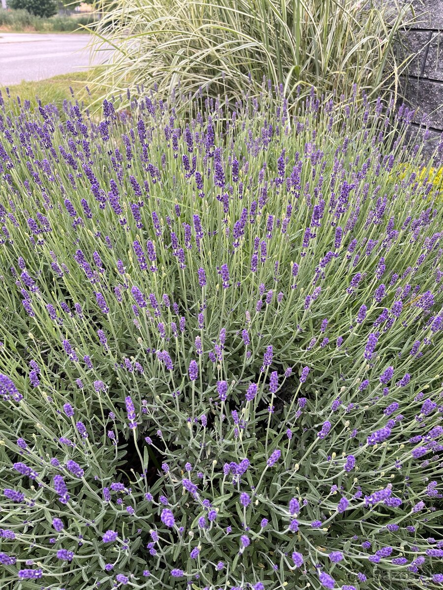 Levandula lekárska