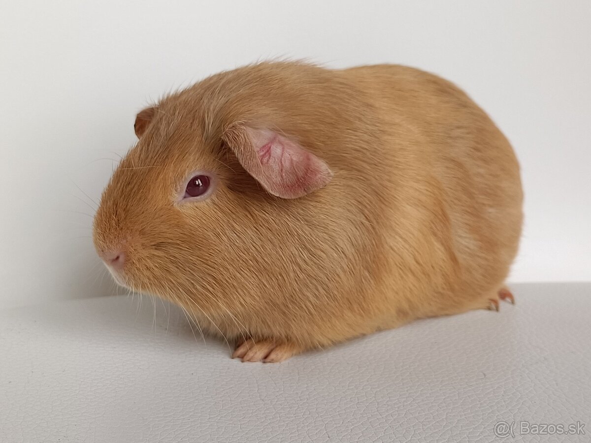 Morčiatka