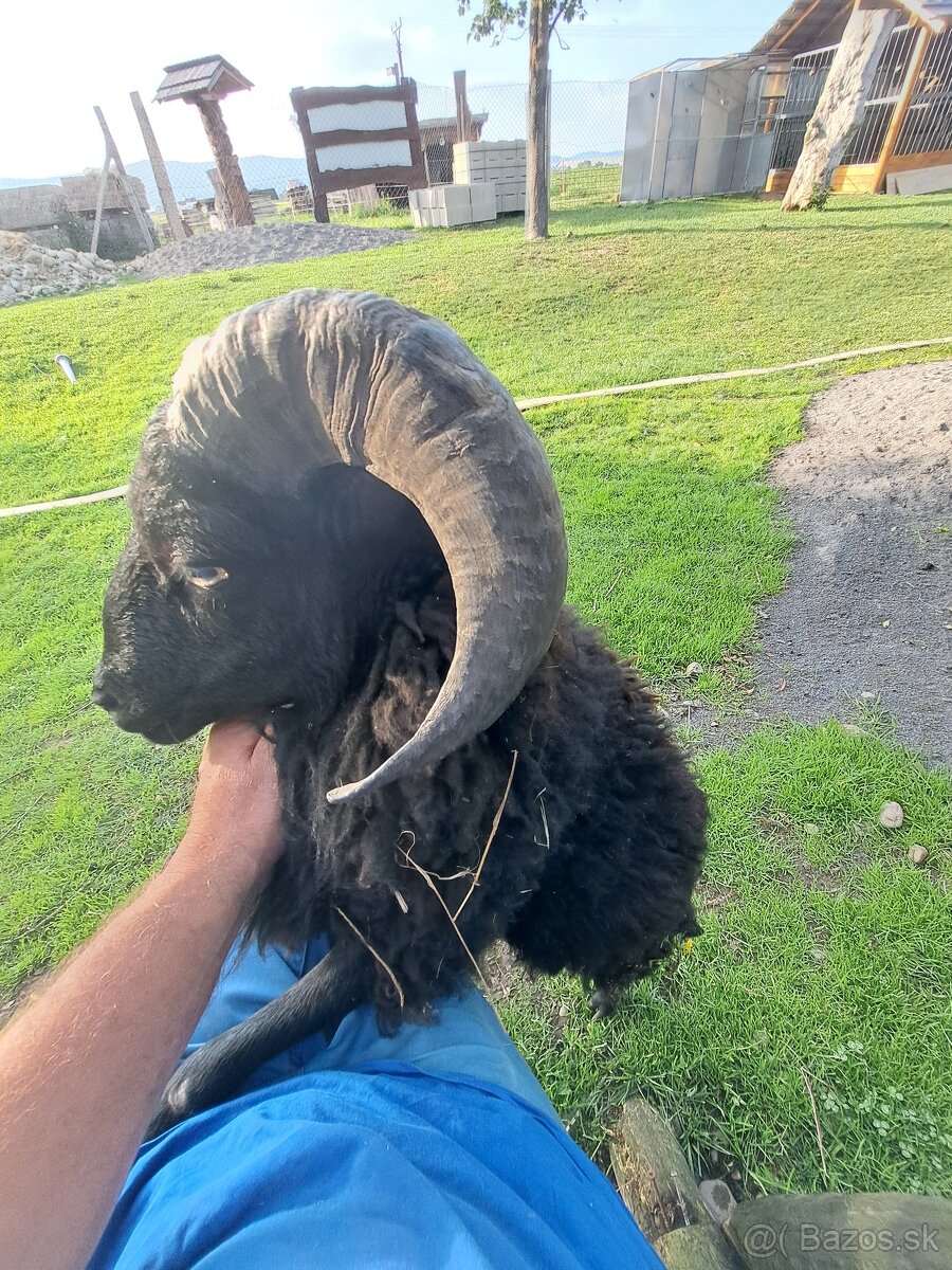 Mini ovca baranček
