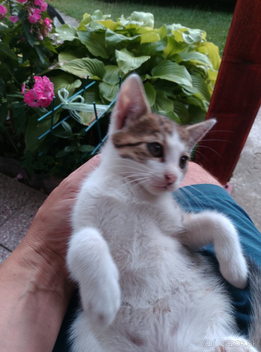 Mačiatka