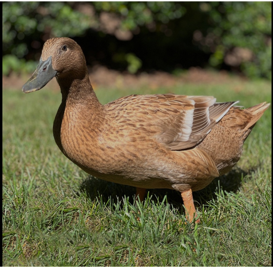 Kacka kačky comqelky