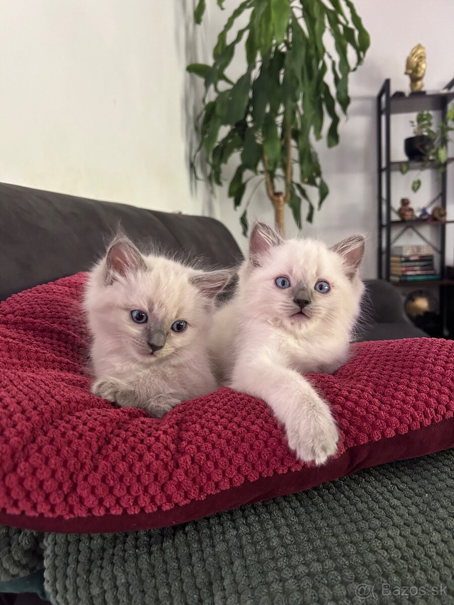 Ragdoll