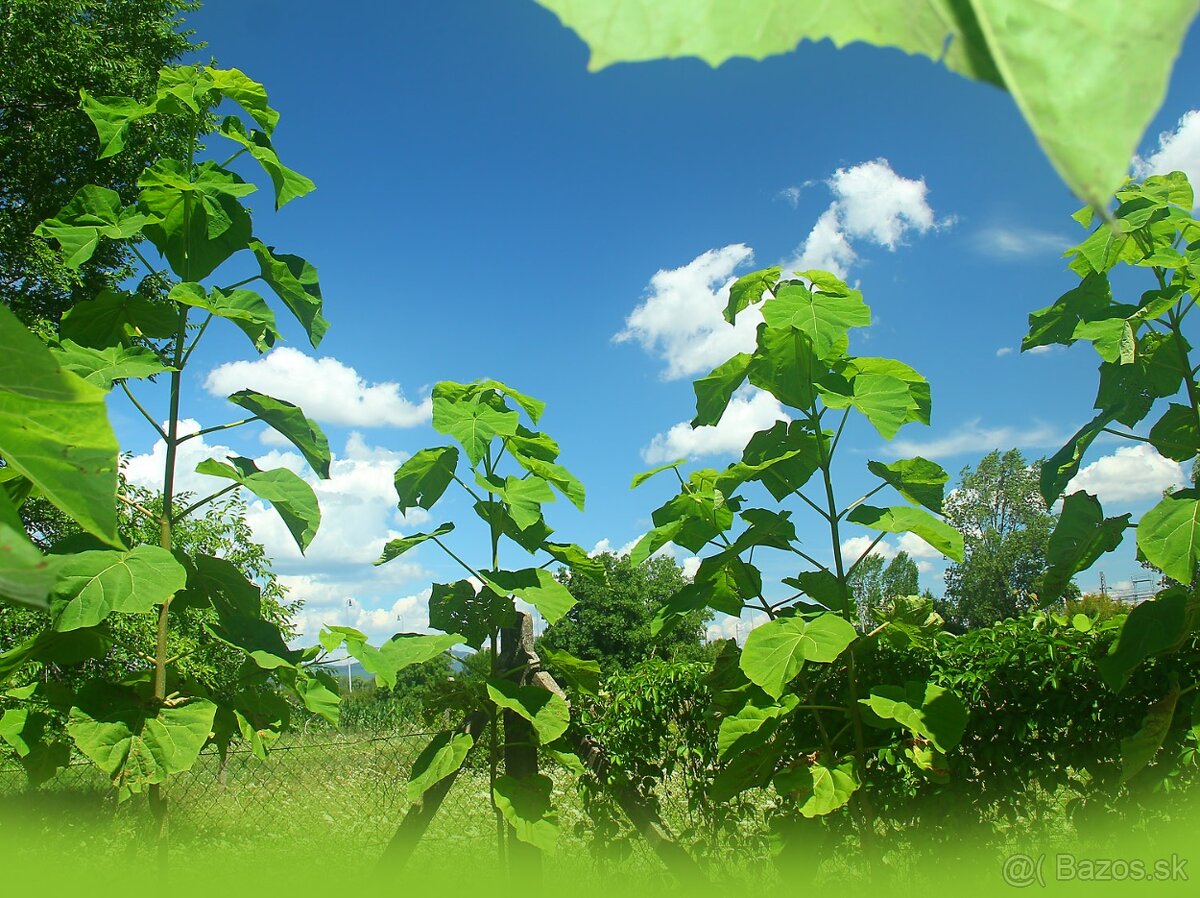 Sadenice (stromy) – Paulownia plstnatá (Paulovnia)
