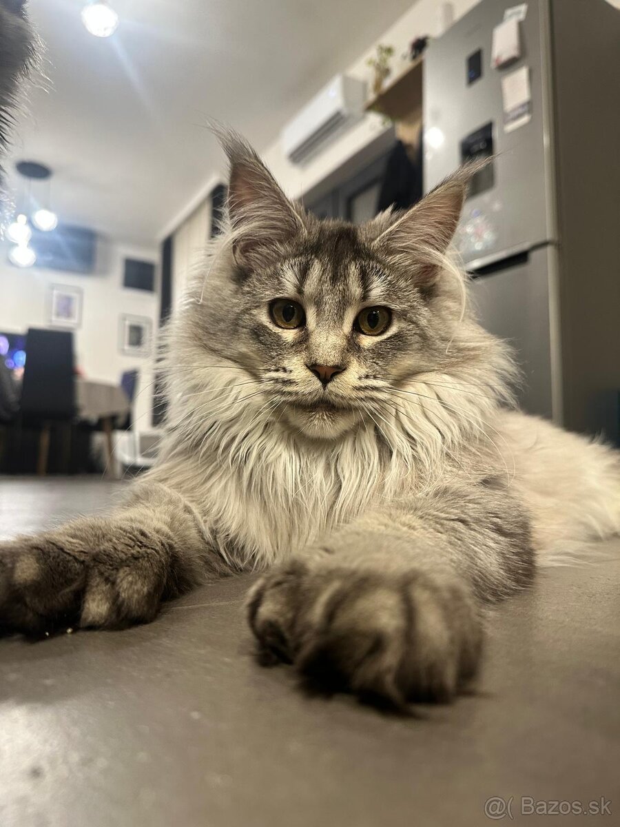 Maine coon,  mainská mývalia s PP - kocúrik