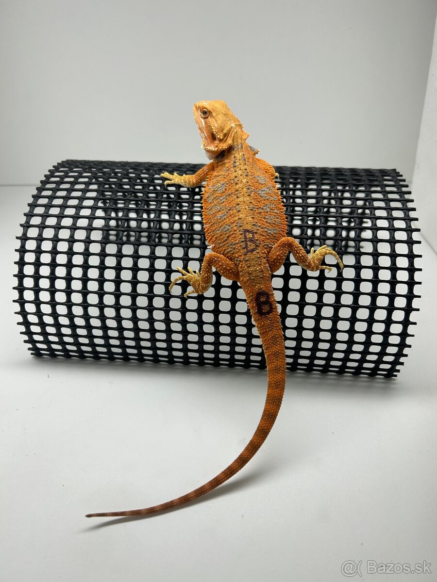 Agama bradatá - samice