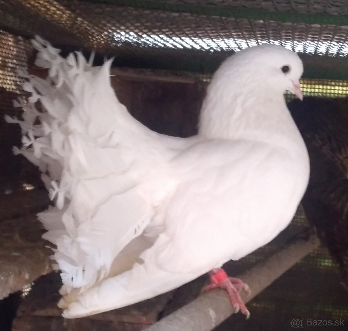 Predám holubov anglických pávikov: