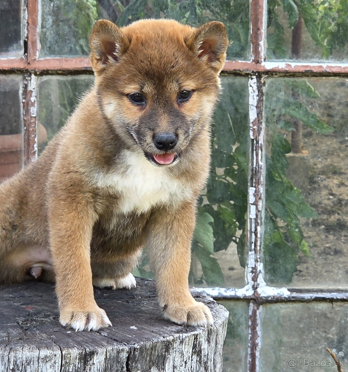 shiba inu