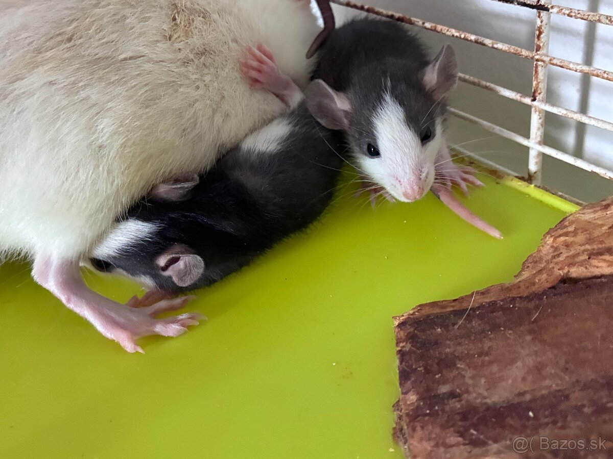 Potkan Dumbo