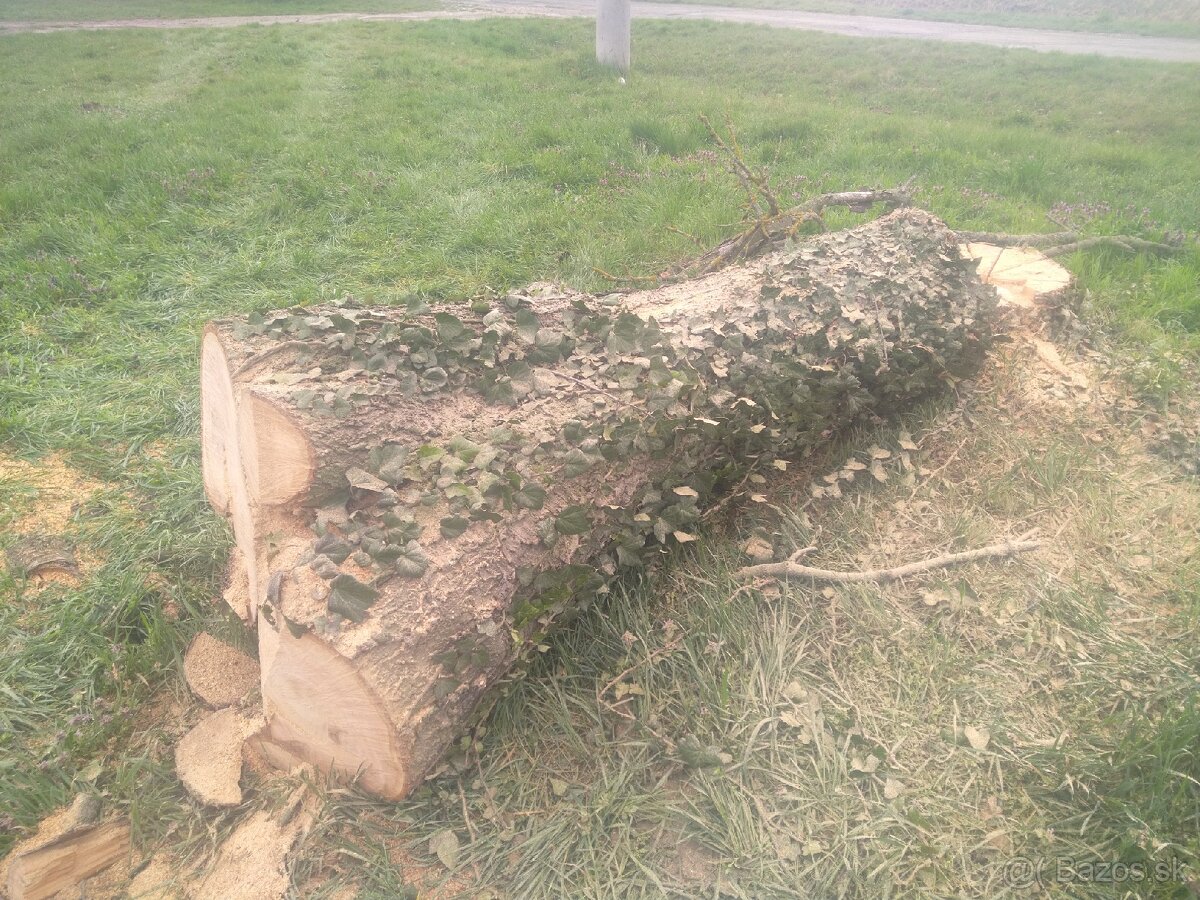 Kmeň stromu čerešňa