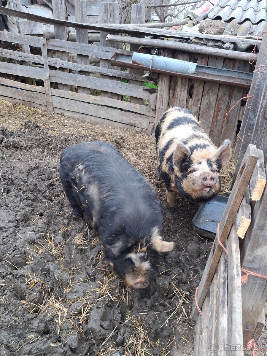 Kune