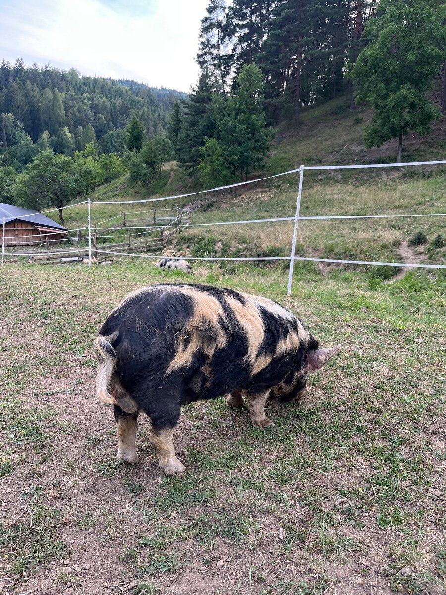 Kanec kune kune