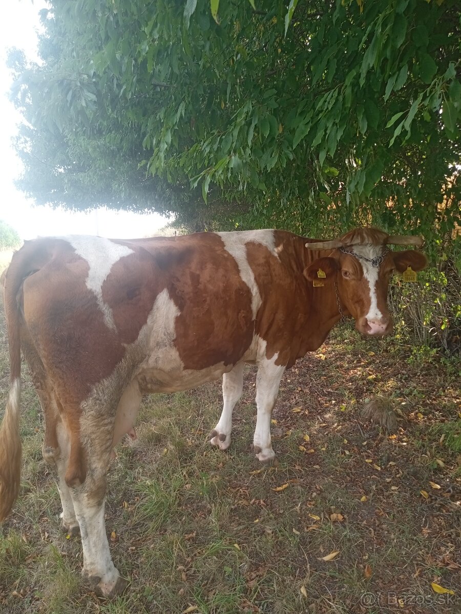 Predám kravu