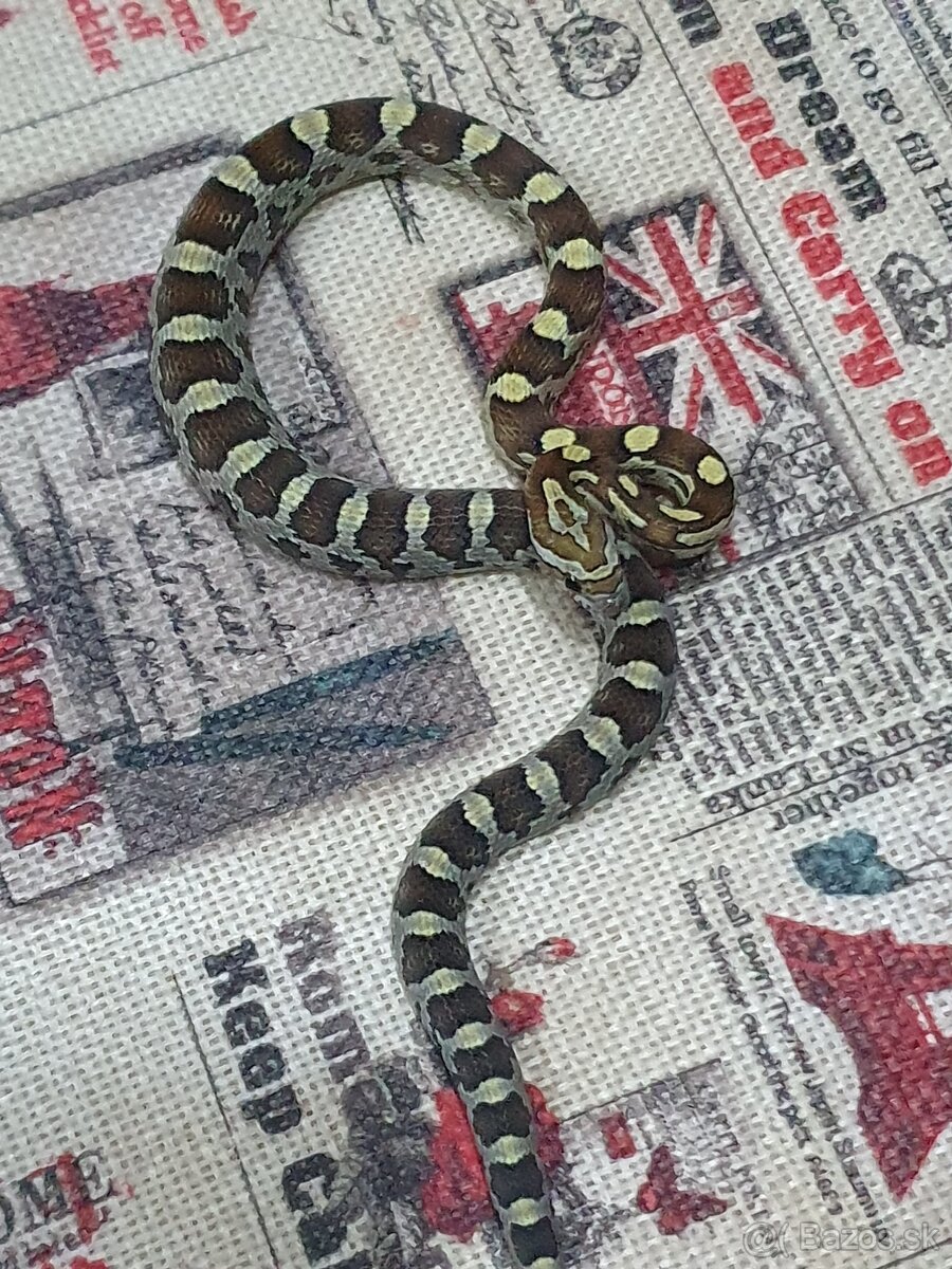 Užovka americká, Pantherophis guttatus, odchov