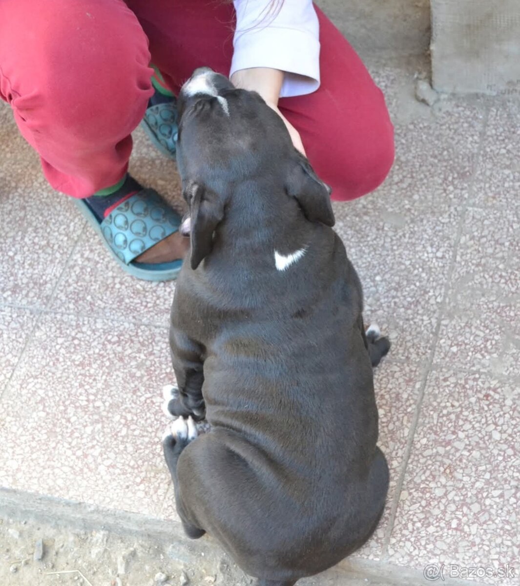 American bully - NIKE - rezervovaný do 11.10.