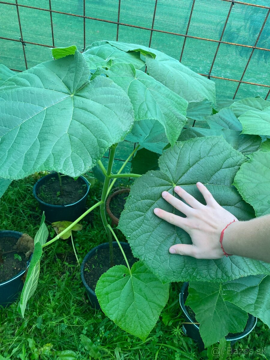Paulownia Tomentosa rýchlorastúci strom