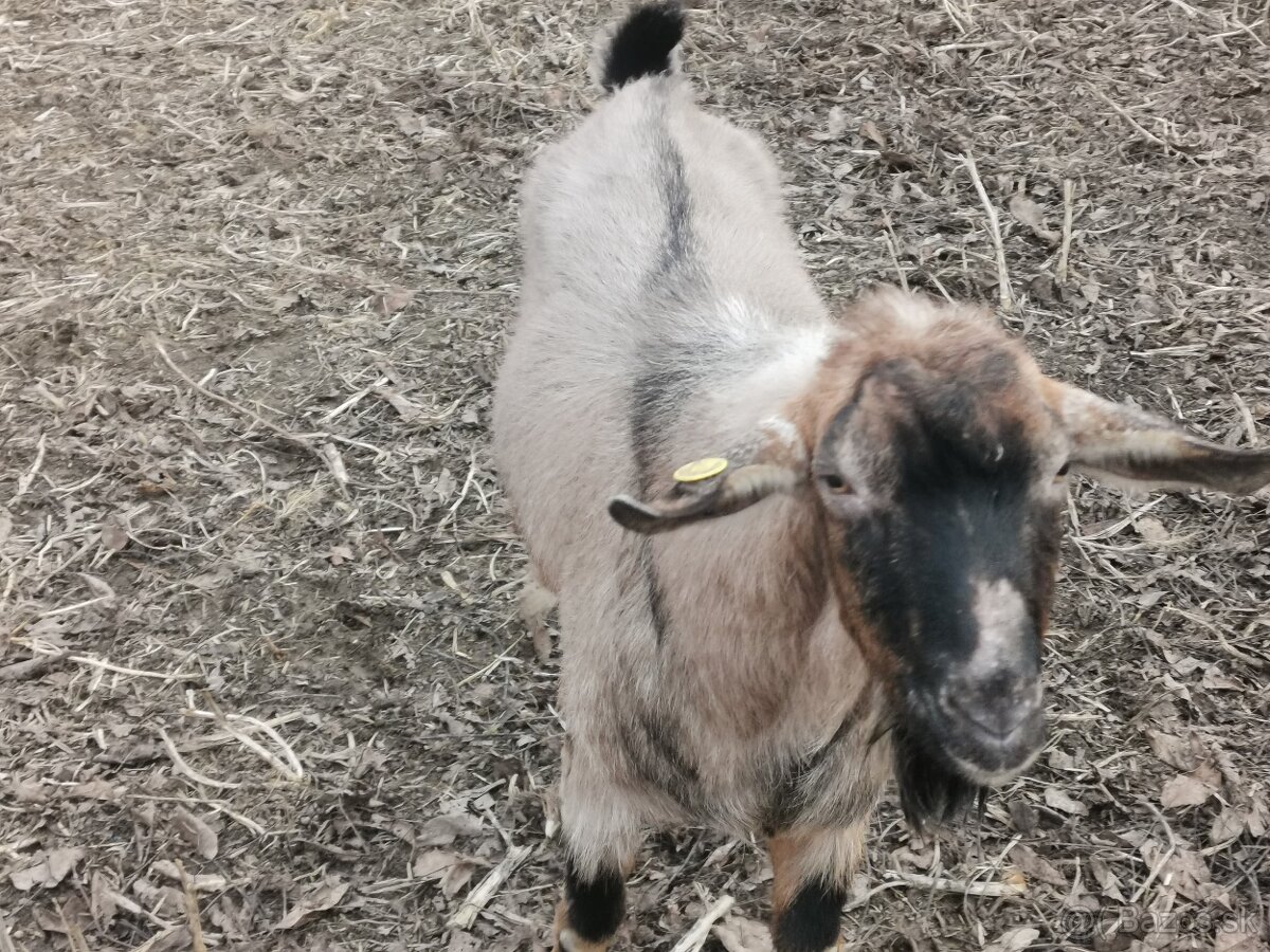 Ponúkam Capa na pripustenie anglonubijsky