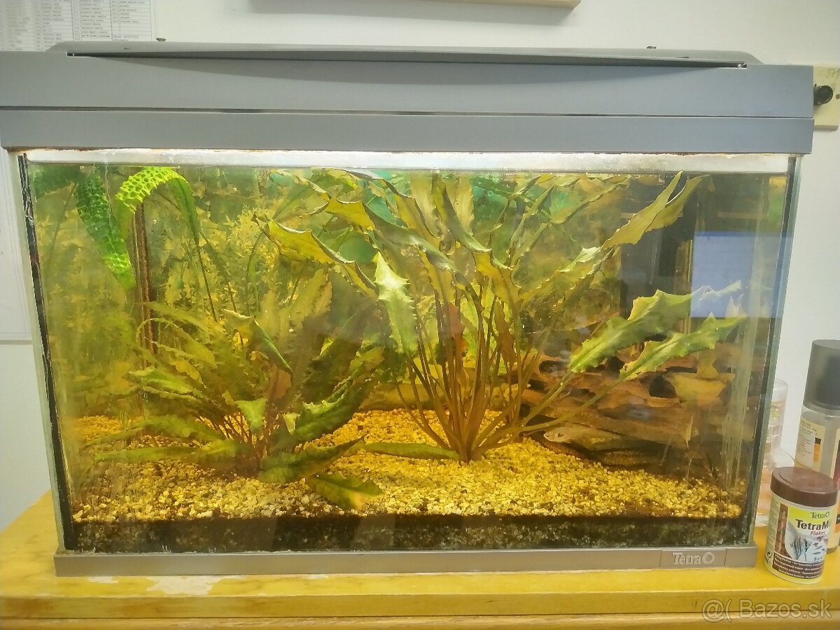 Zariadené akvárium 60 L