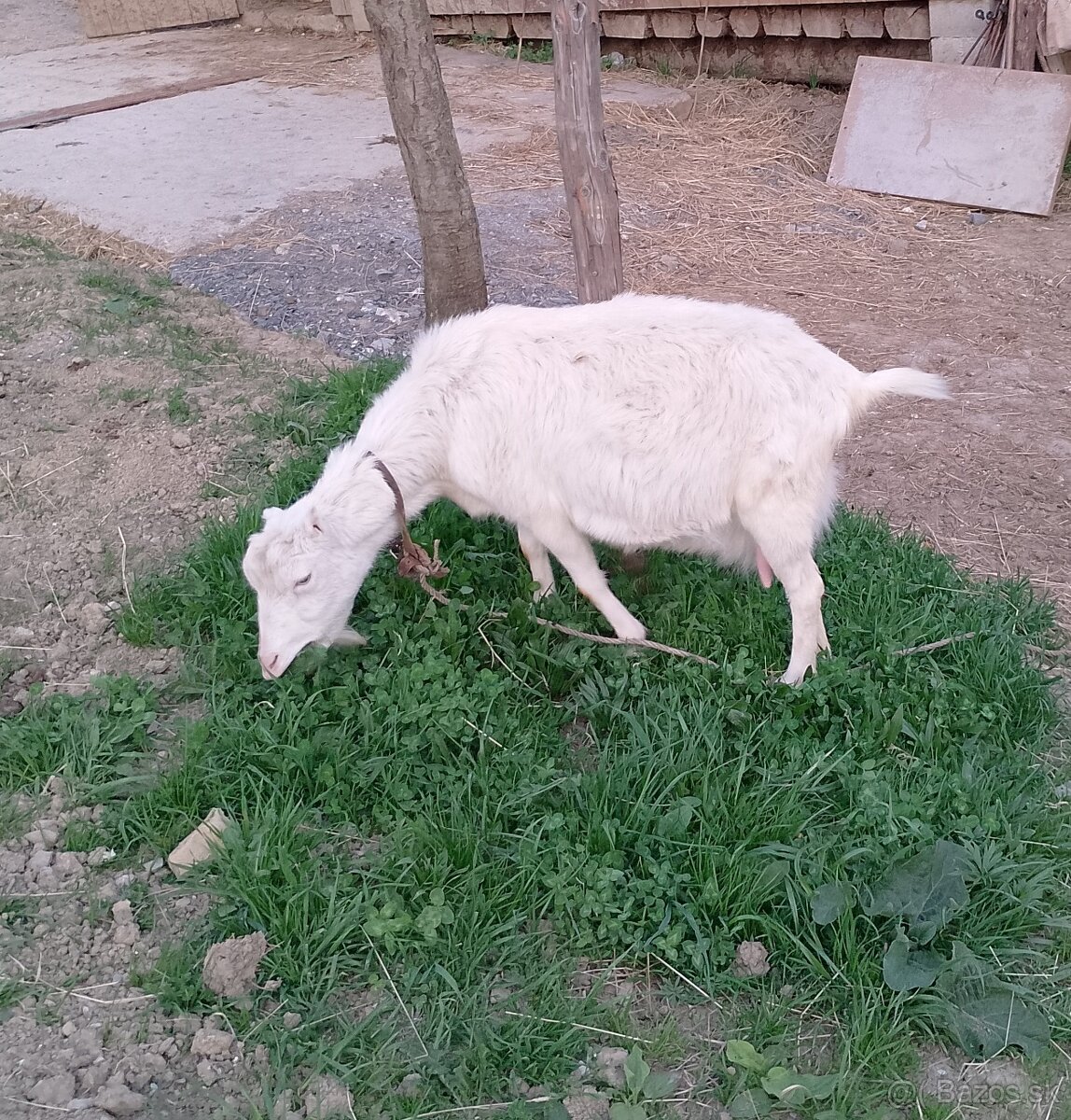 Koza