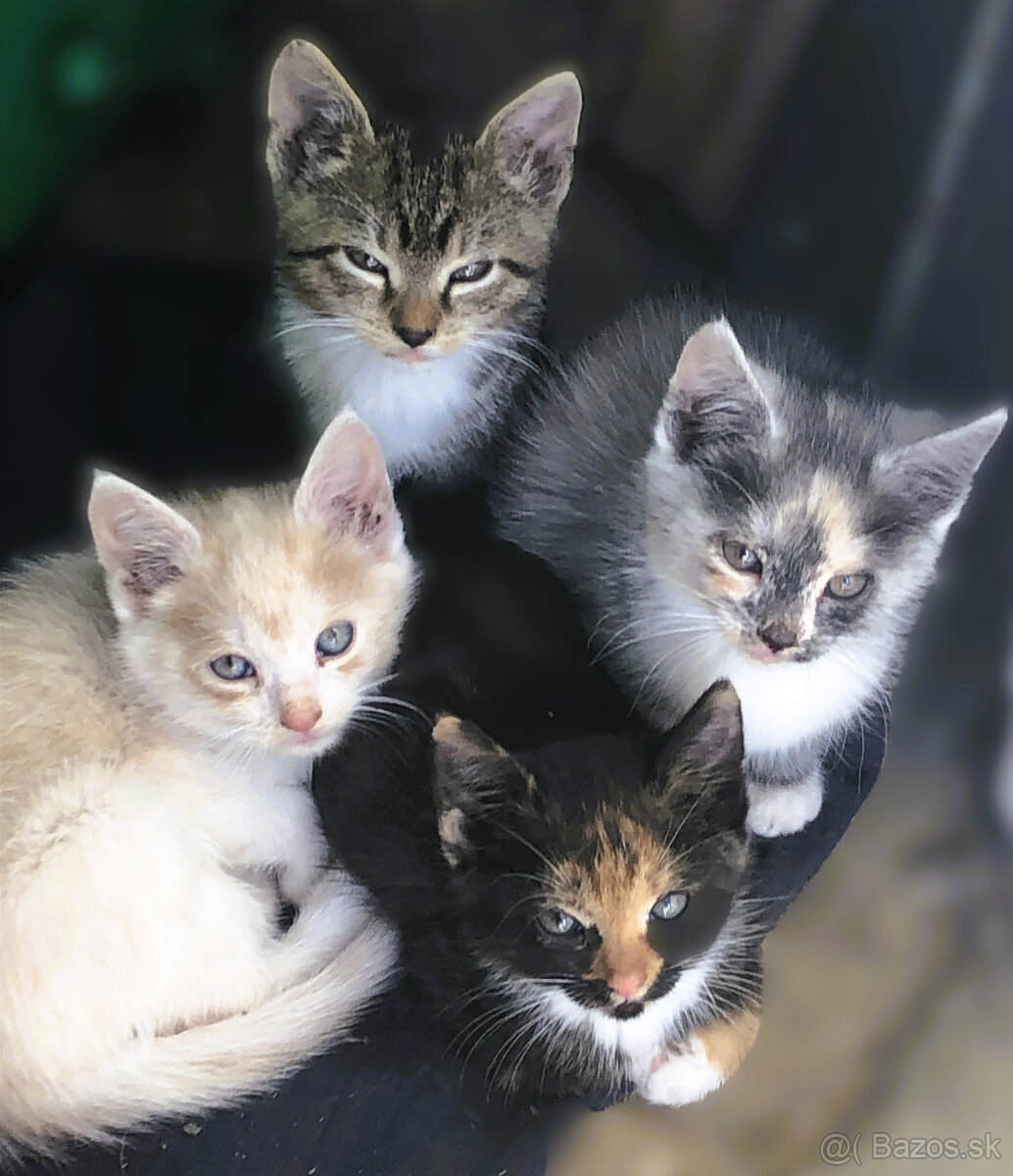 DARUJEM päť trojmesačných mačiatok do dobrých rúk 🐾