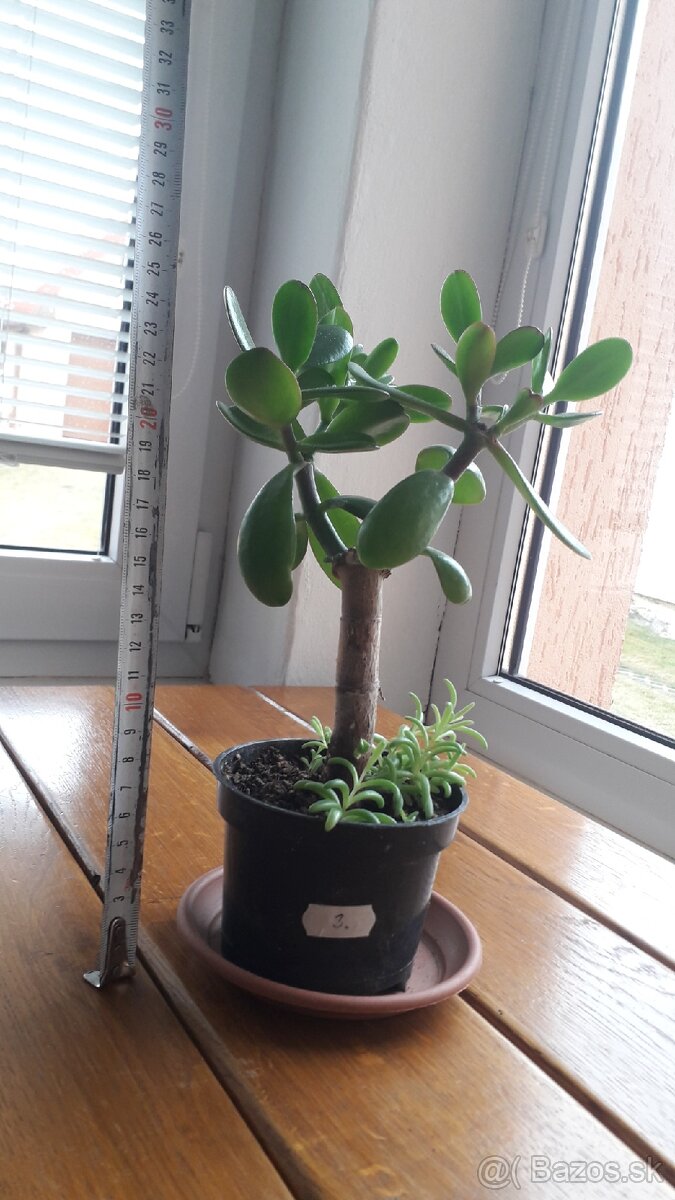 Crassula Ovata - tučnolist, Strom peňazí - 18 Eur (č. 3)
