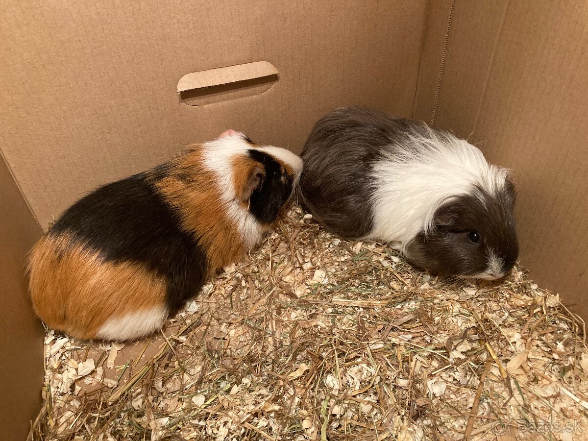 Morča, morčatá, morské prasiatka