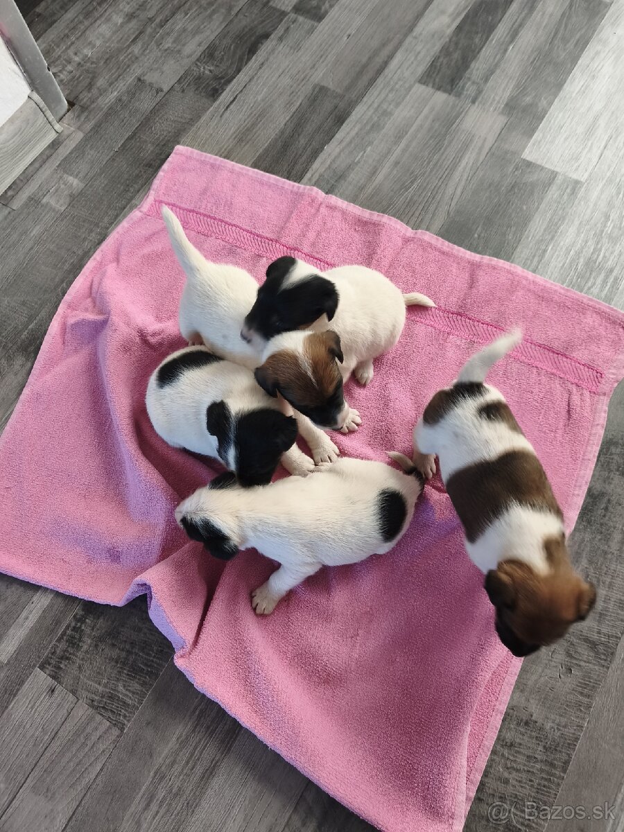 FOX TERIÉR HLADKOSRSTY