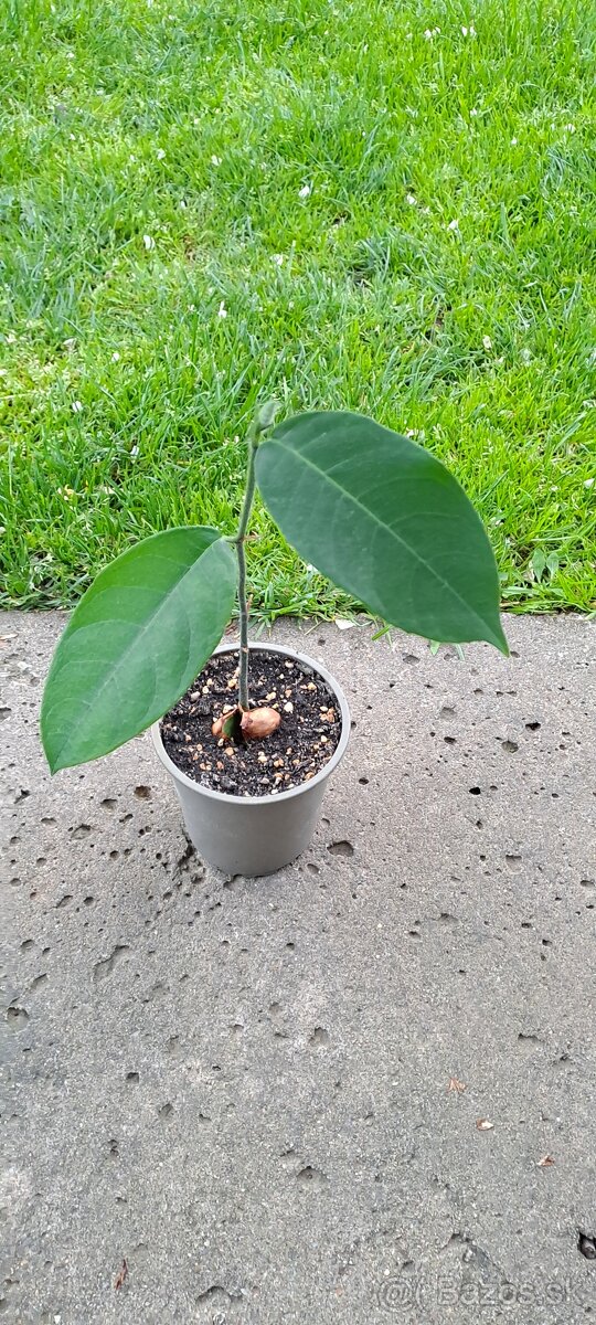 Čampedak-Artocarpus Integer