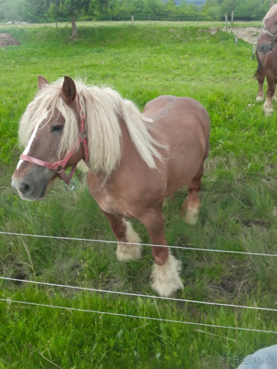 Kobyla