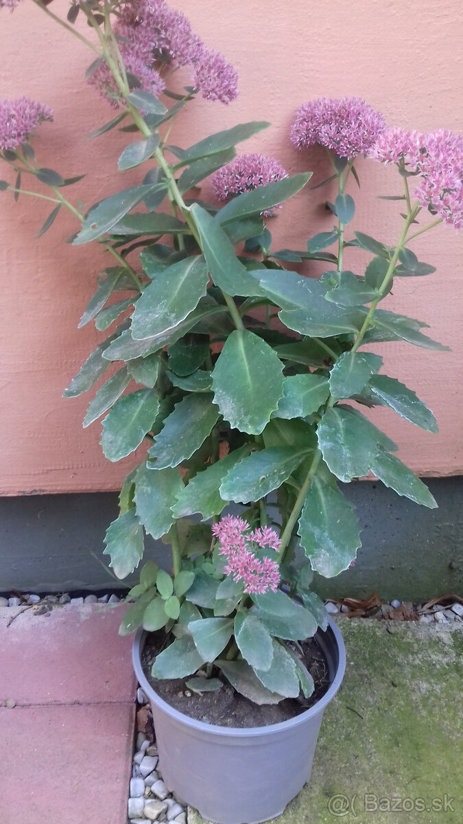 Hylotelephium spectabile