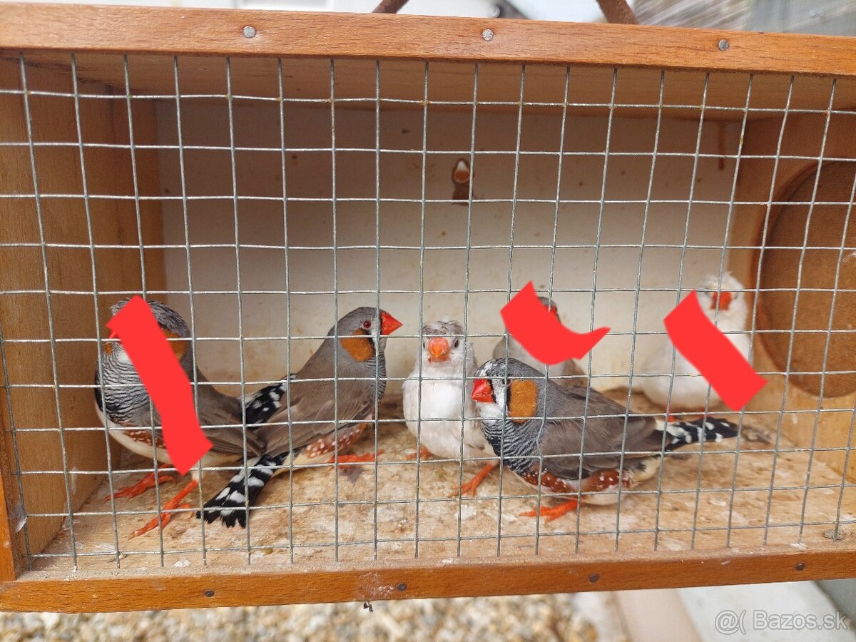 Zebrička austrálska