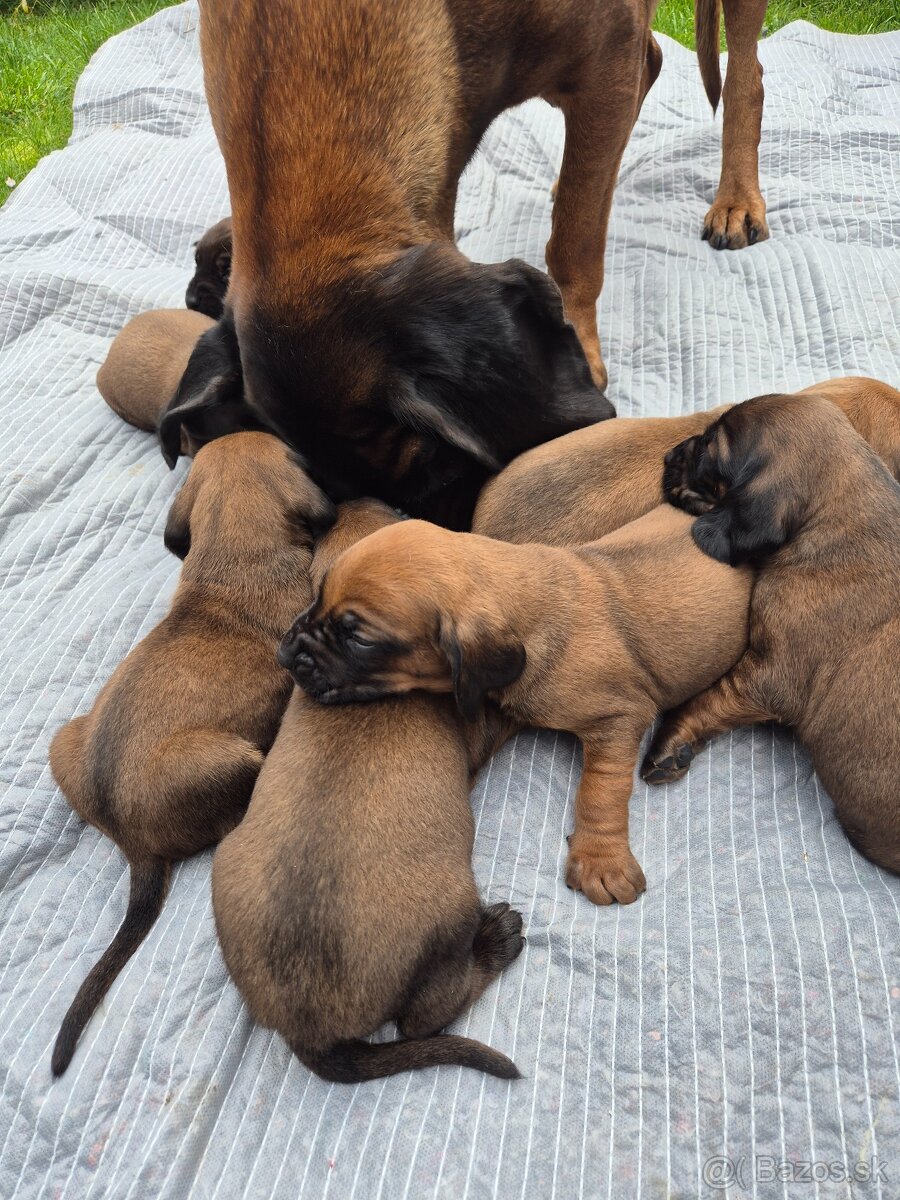 Šteniatka Bavorský farbiar